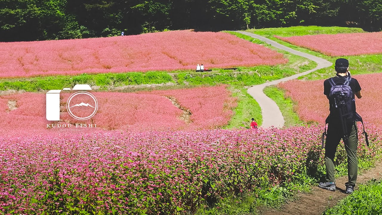 【風景写真】信州・赤そばの里 - 秋の美しい風景 | 4K