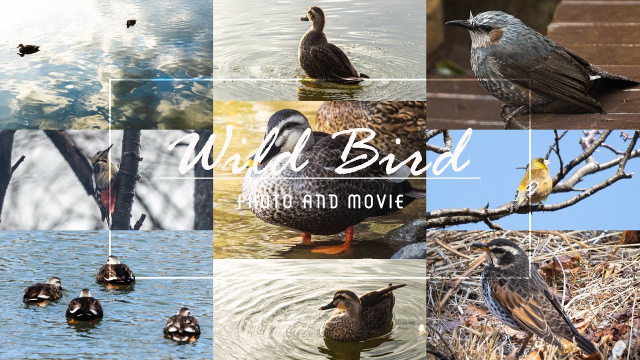 【野鳥撮影】可愛い過ぎる野鳥の動き | EOSR6 | EF70-300mm F4-5.6 IS II USM