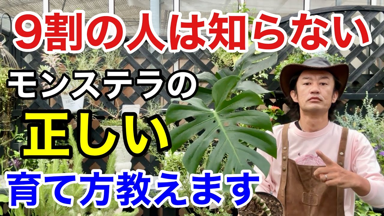 【2年後必ず困ります】モンステラを放置している方は必ず見てください　　【カーメン君】【園芸】【ガーデニング】【剪定】