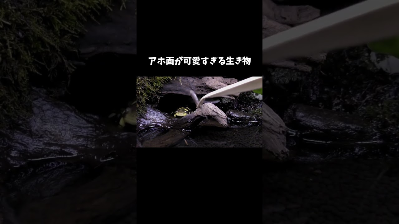 タイガーサラマンダーが可愛すぎる #shorts