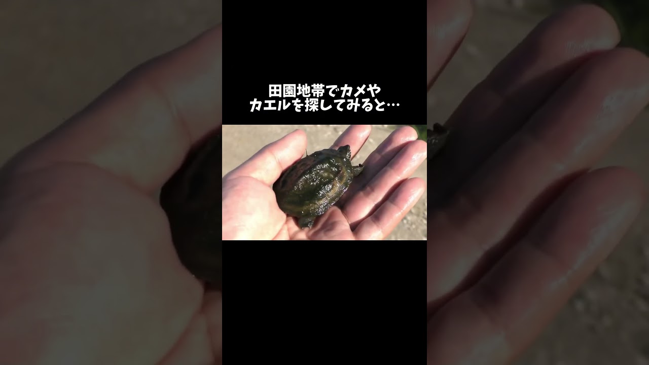 田園地帯でカメやカエルを探してみると… #shorts