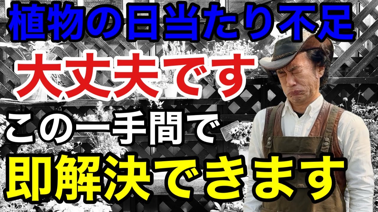 【日陰でお悩みの方】日陰でも植物をぐんぐん育てることが可能です　　　　　【カーメン君】【植物覚醒】【住友化学園芸】【エックスエナジー】