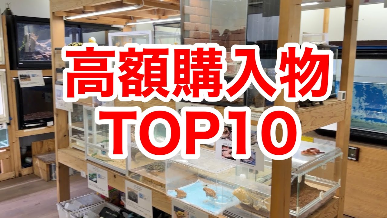 登録者100万人の生き物系YouTuberの人生で最も高額だった購入物TOP１０をご紹介します