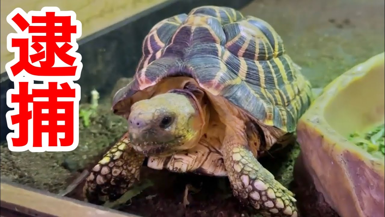 絶滅危惧種のカメを横流しした水族館職員が逮捕された件について
