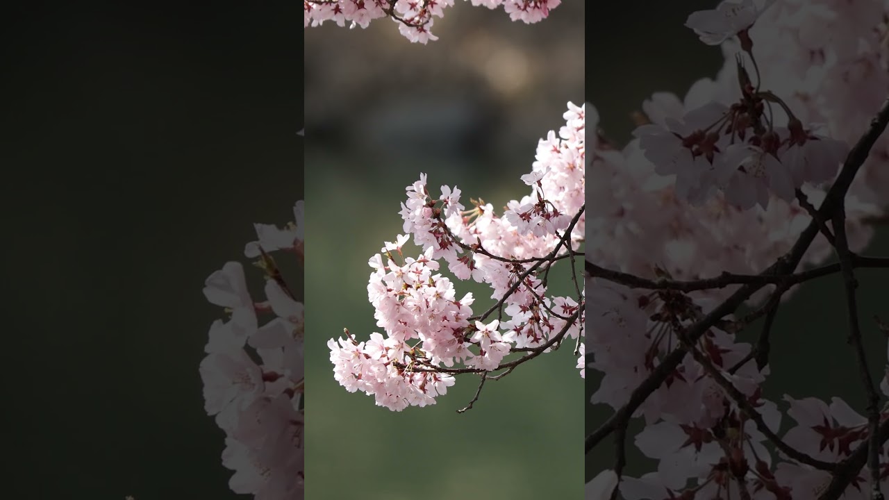 繚乱｜Sakura #桜 #japantrip