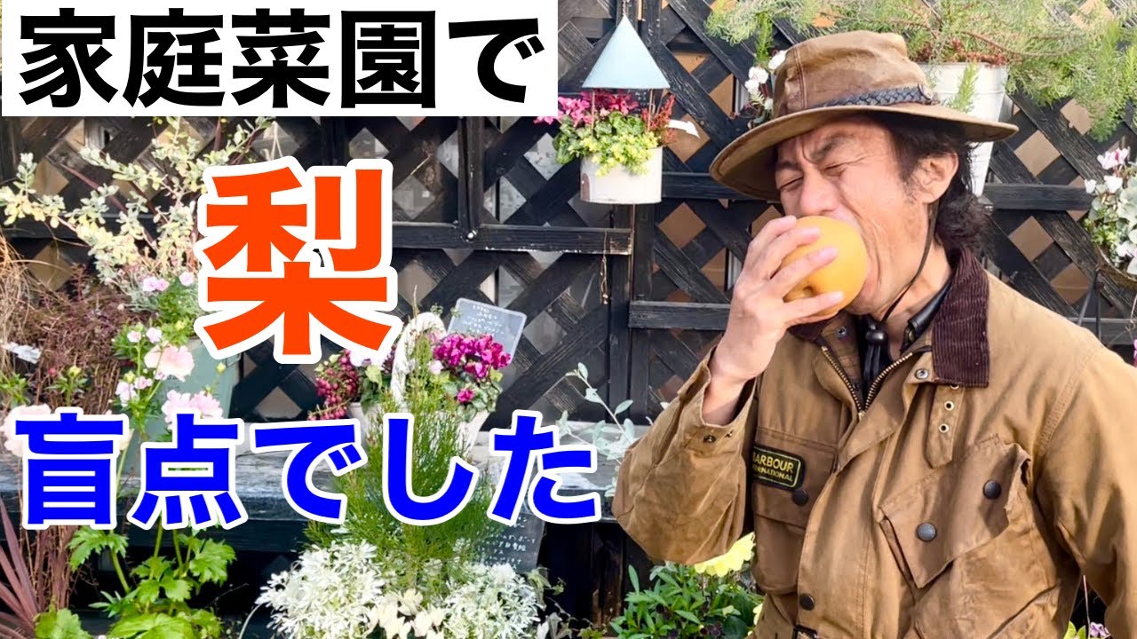 ９０％は植えていない梨が自宅でできます。　【カーメン君】【園芸】【ガーデニング】【初心者】