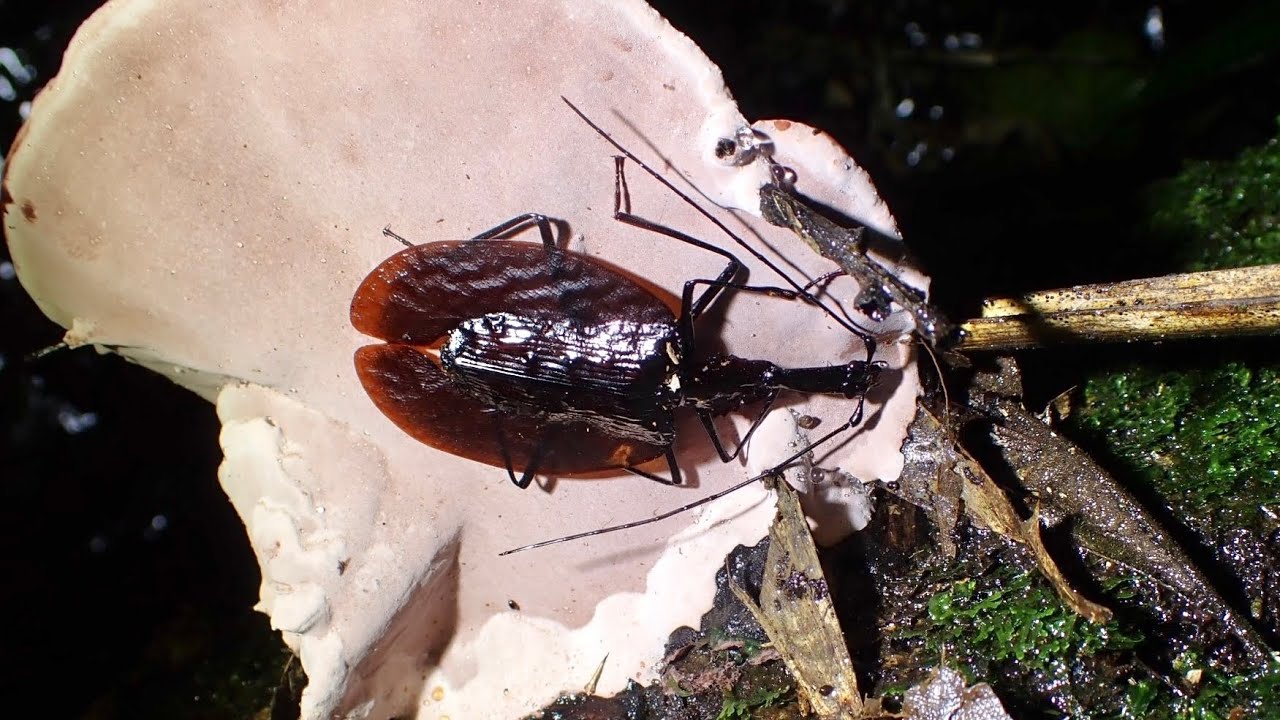 巨大キノコの下にだけ生息する異形の虫、バイオリンムシを探せ！