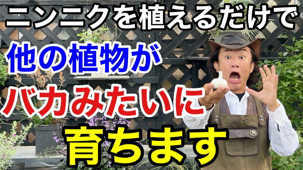 【庭でも畑でも】目がウロコのニンニクの裏技的な活用法教えます　　　【カーメン君】【園芸】【ガーデニング】【初心者】