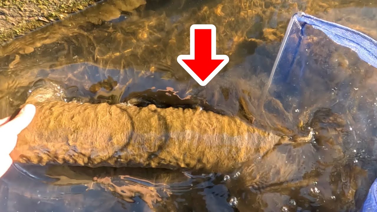 ドロドロの苔まみれのパイプに潜む魚を全て網にぶち撒ける