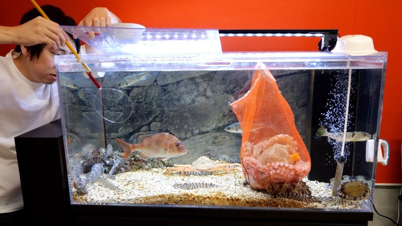 市場には行かず、生簀の魚で『最高の海鮮料理』を作ってみた！