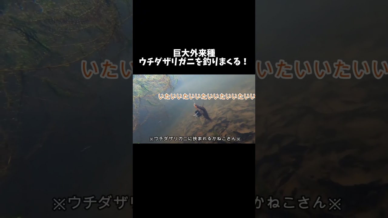 巨大外来種『ウチダザリガニ』を釣りまくる方法 #shorts