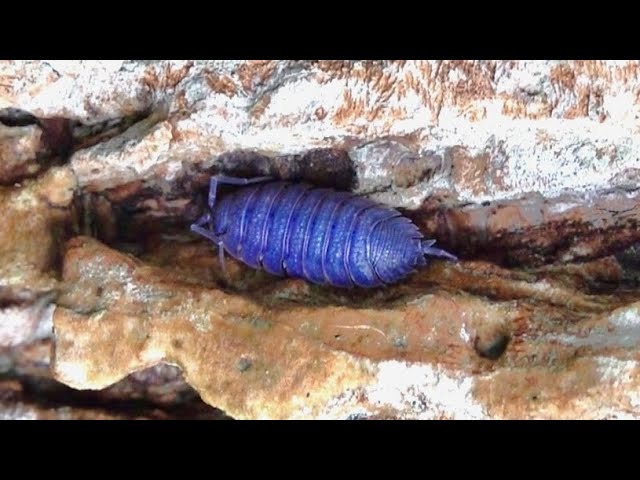 ウィルスに感染して青くなったワラジムシが大量に集まる木を発見しました