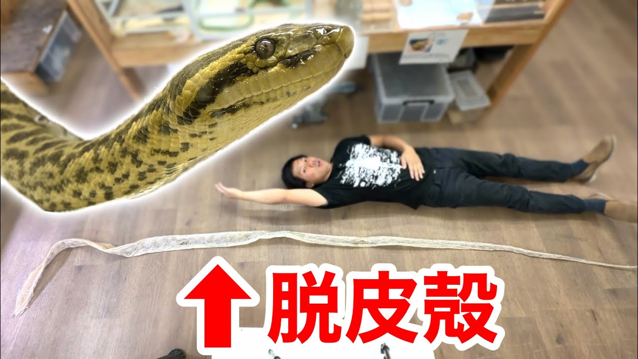 ペットのアナコンダの脱皮殻を伸ばしてみると・・・