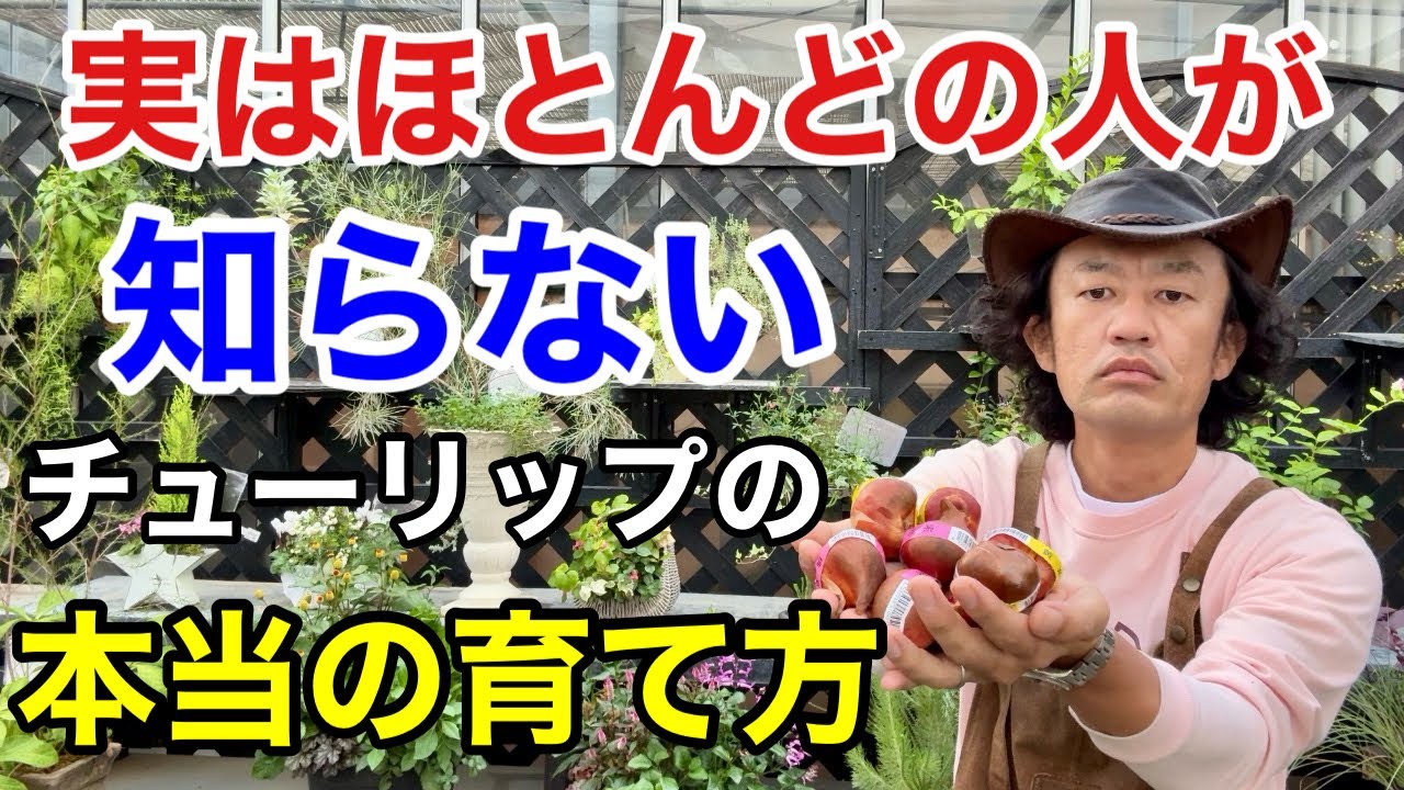 【実は間違い】9割知らないチューリップの正しい植え方教えます　　【カーメン君】【園芸】【ガーデニング】【初心者】