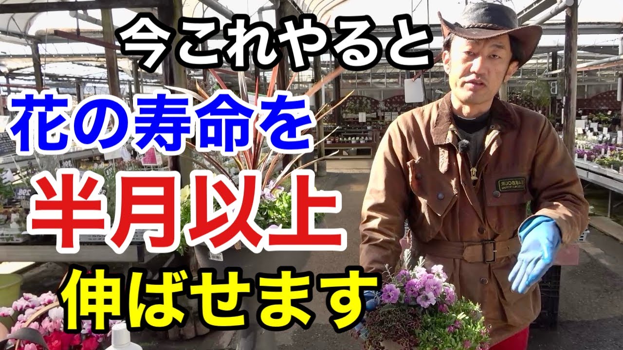 お手数ですが春の草花そのままにしないで下さい　　【カーメン君】【園芸】【ガーデニング】【初心者】