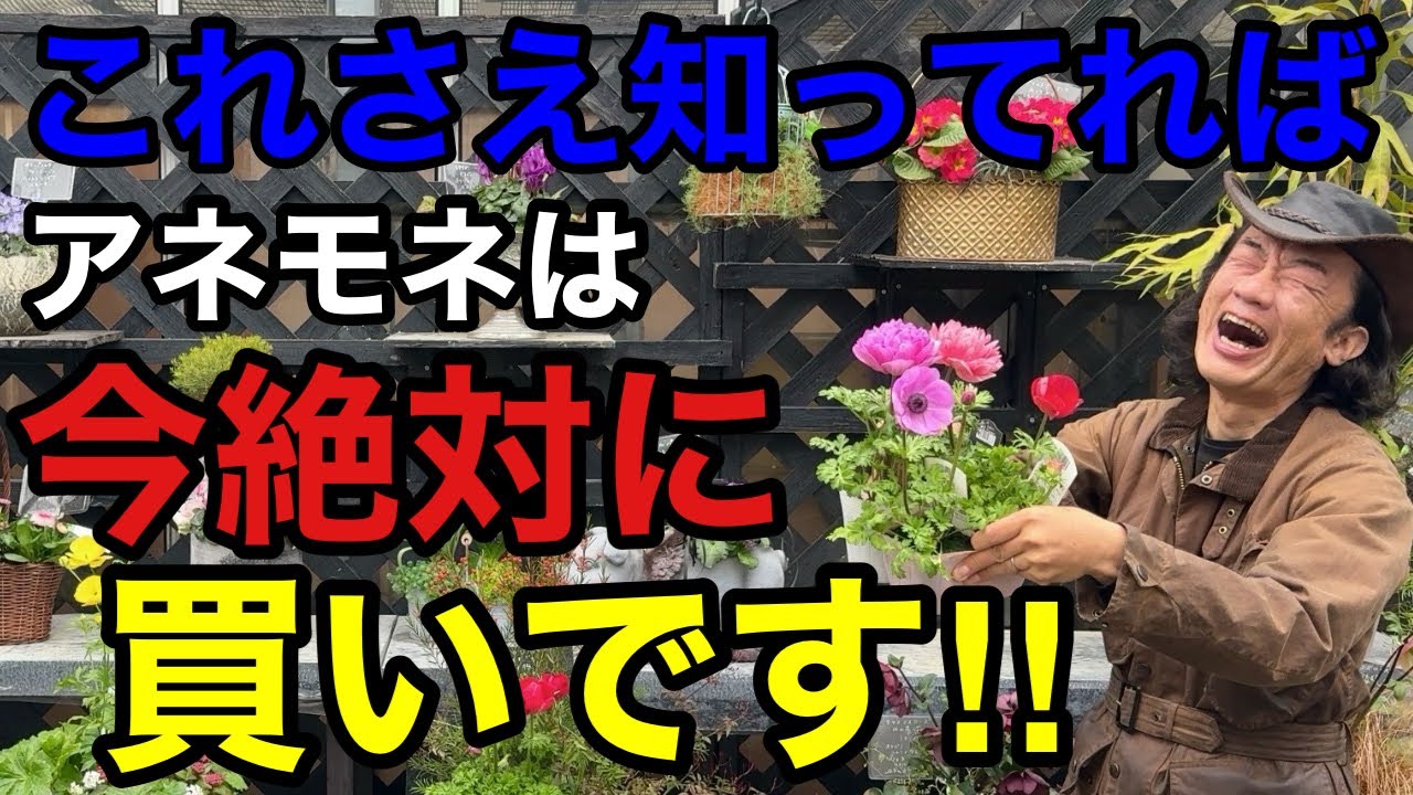 【目からウロコ】アネモネを枯らさずに毎年楽しむための育て方教えます　　　【園芸】【ガーデニング】【初心者】