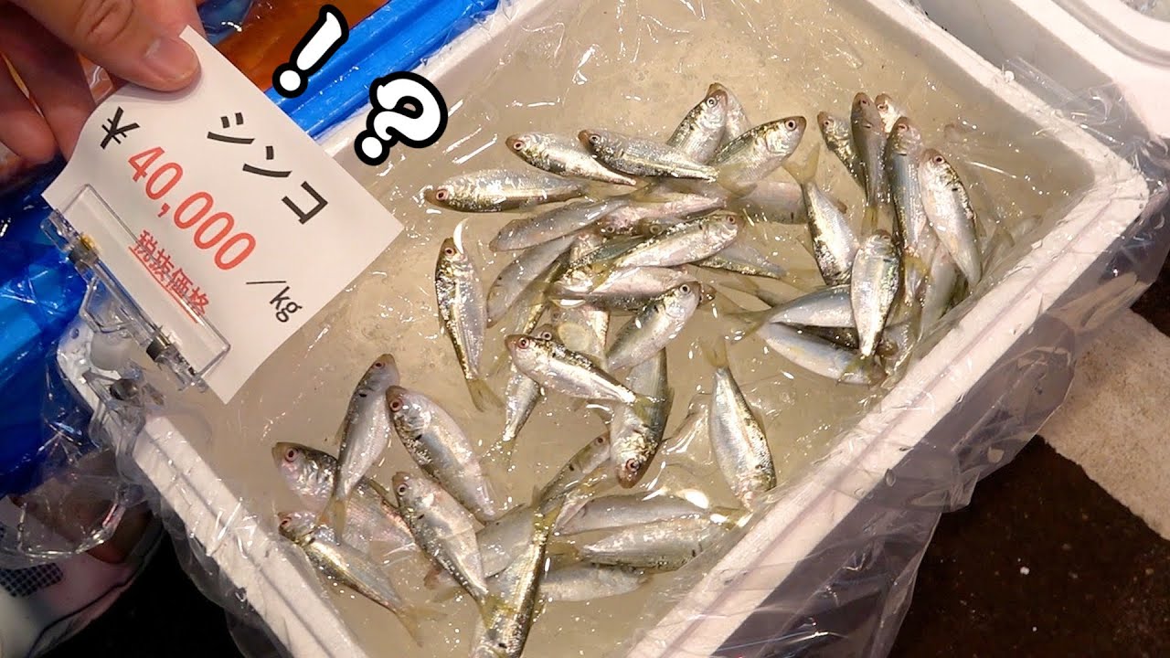 【4万円】市場でメダカみたいな魚が何故か超高額でうられてたので買ってみた。