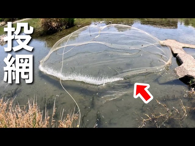 外来魚の群れに真上から網を投げて１匹残らず捕獲する