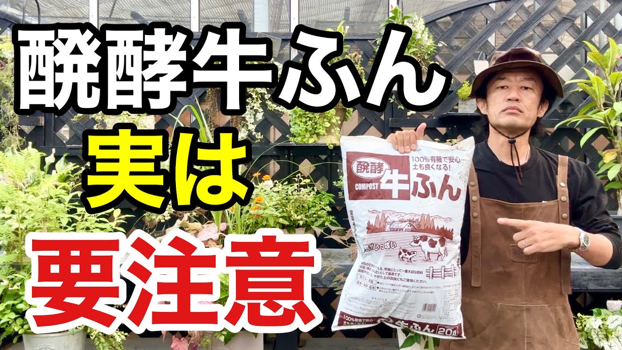 【みんな知らない】醗酵牛ふんの正しい使い方教えます　　　　【カーメン君】【園芸】【ガーデニング】【土づくり】