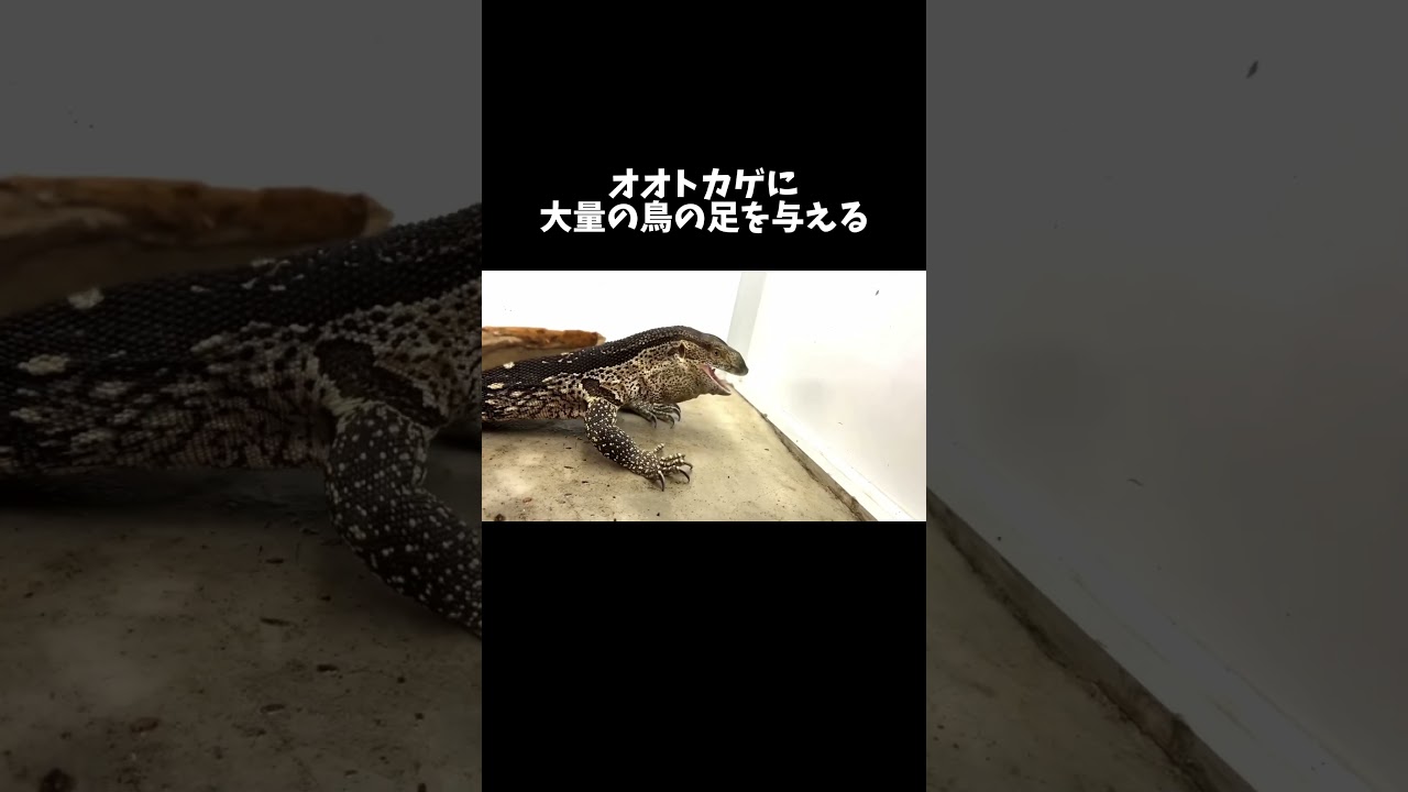 オオトカゲに大量の鳥の足を与える #shorts