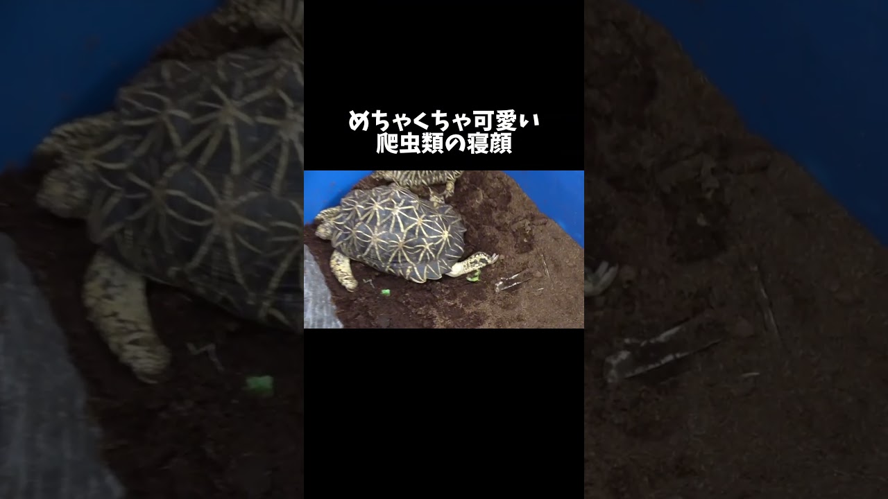 めちゃくちゃ可愛い爬虫類の寝顔を集めました #shorts