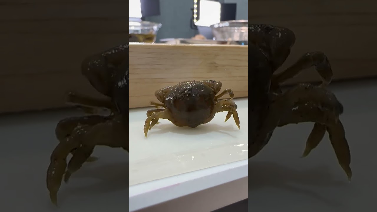 【七輪】貝から出てきた謎のカニ焼いて食べてみた　#seafood #魚捌き #食テロ　#炭火焼き