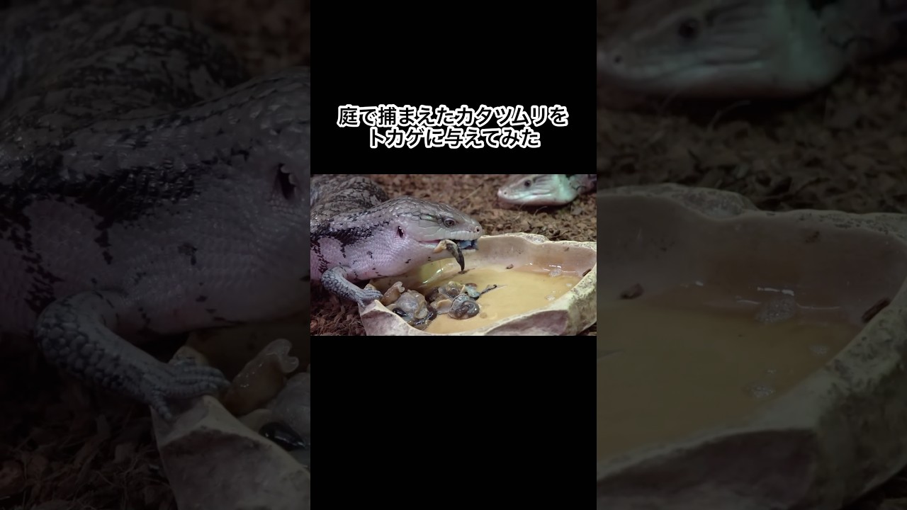 庭で捕まえたカタツムリをトカゲに与えてみた #shorts