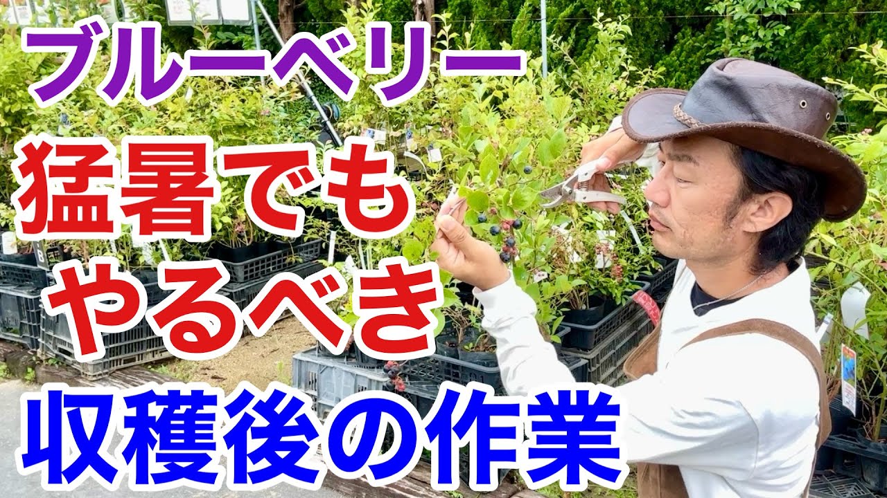 【お急ぎください】収穫後これやらないと来年実がほとんどできません　　　　【カーメン君】【ブルーベリー】【ガーデニング】【初心者】