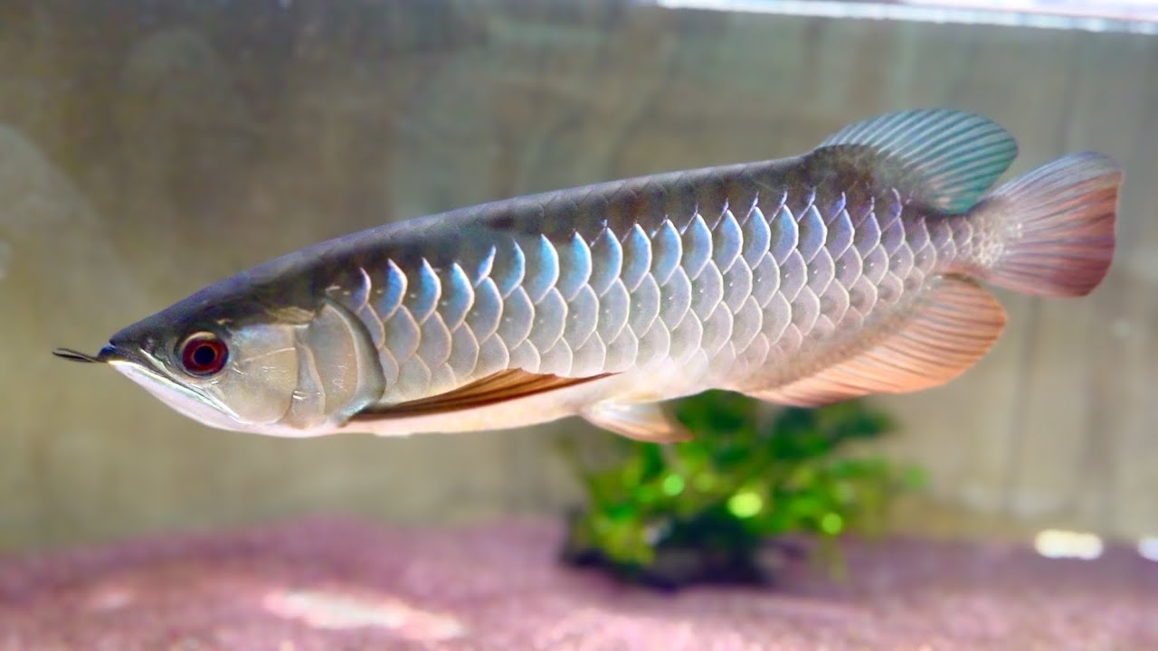 やばいアロワナを飼い始めました