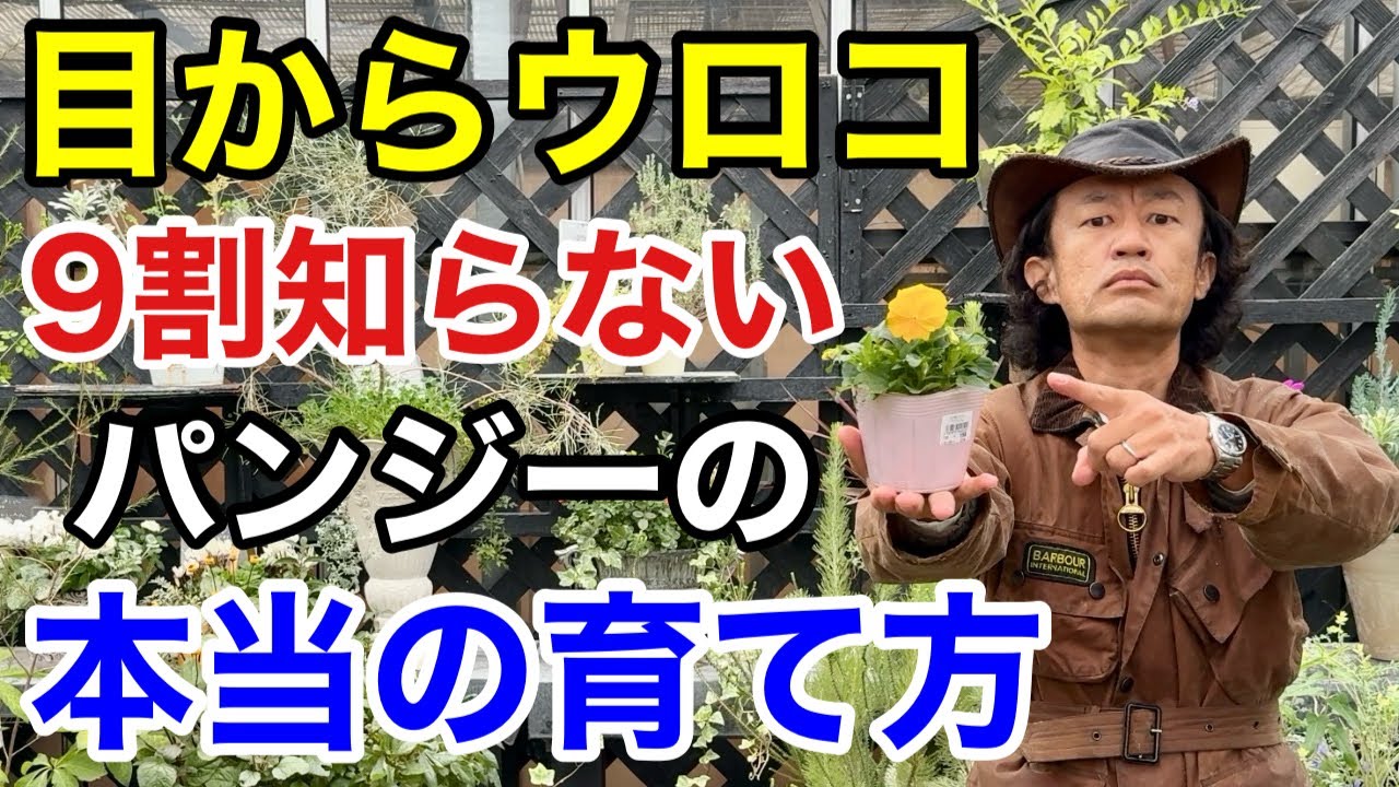 【実は】パンジーをビオラのように育てるのは間違ってます　　　【カーメン君】【園芸】【ガーデニング】【初心者】