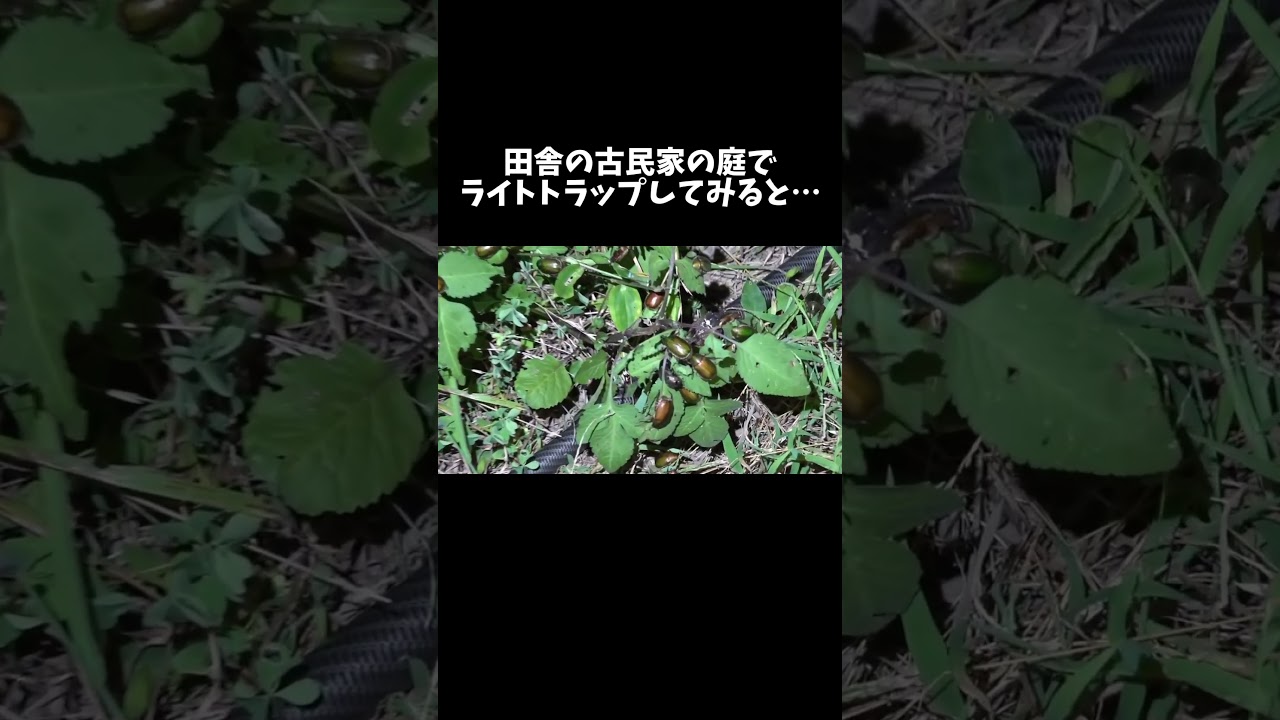 田舎の古民家の庭でライトトラップをしたら大量の虫が集まってきました #shorts