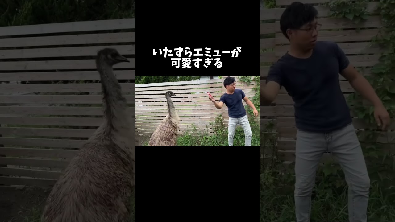 いたずらエミューが可愛すぎる #shorts