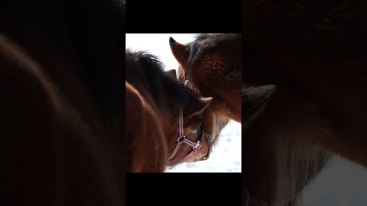 本州に唯一存在する日本古来の馬 #shorts