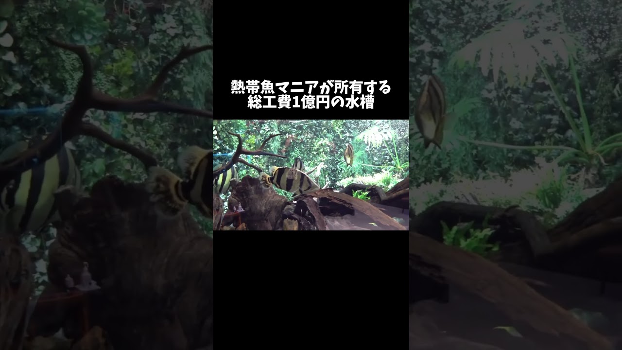 熱帯魚マニアが所有する総工費1億円の水槽！？　#shorts