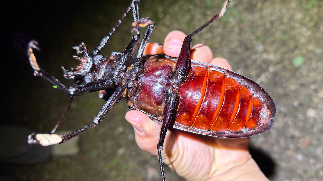 "世界最大の甲虫"タイタンオオウスバカミキリの捕まえ方
