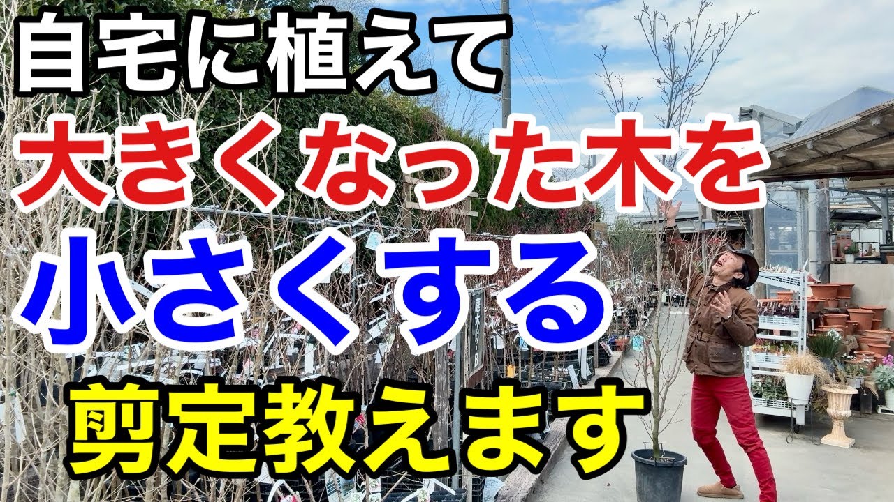 【小さくする剪定ルール】絶対に適当なところで切ってはいけません　　【園芸】【ガーデニング】【初心者】