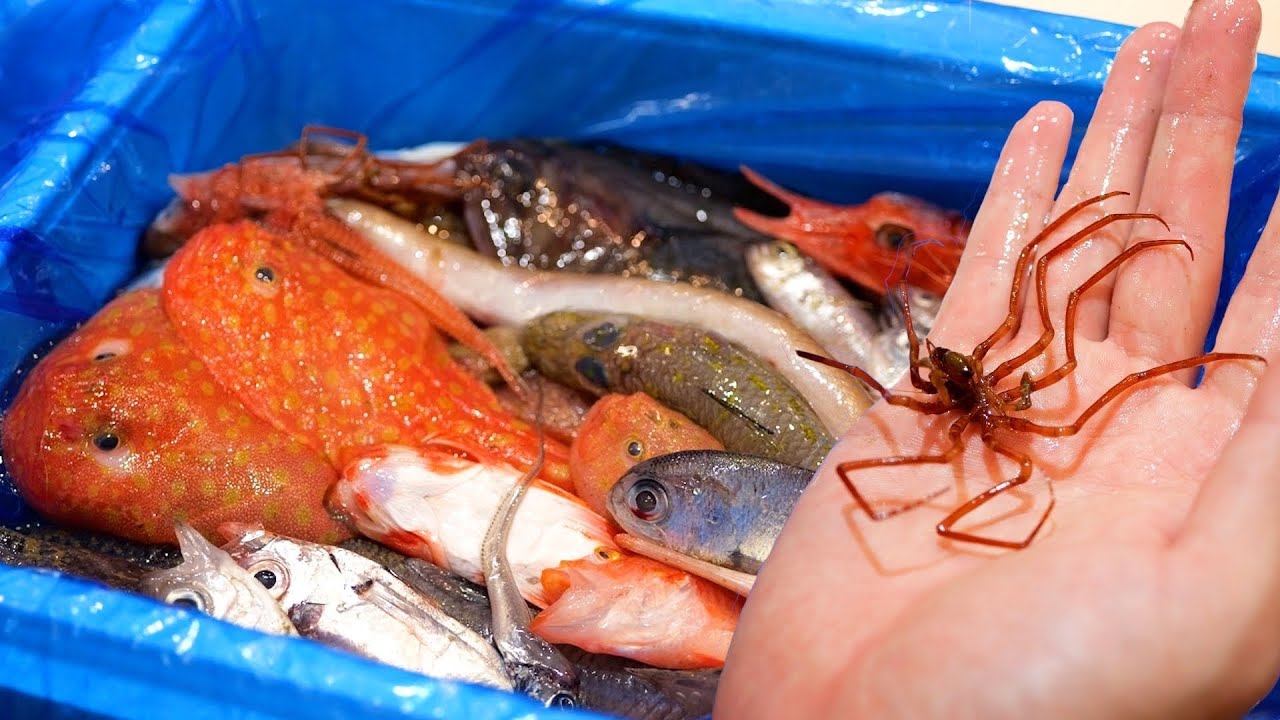 5000円で買った【食用には向かない深海魚BOX】の中身がヤバい。