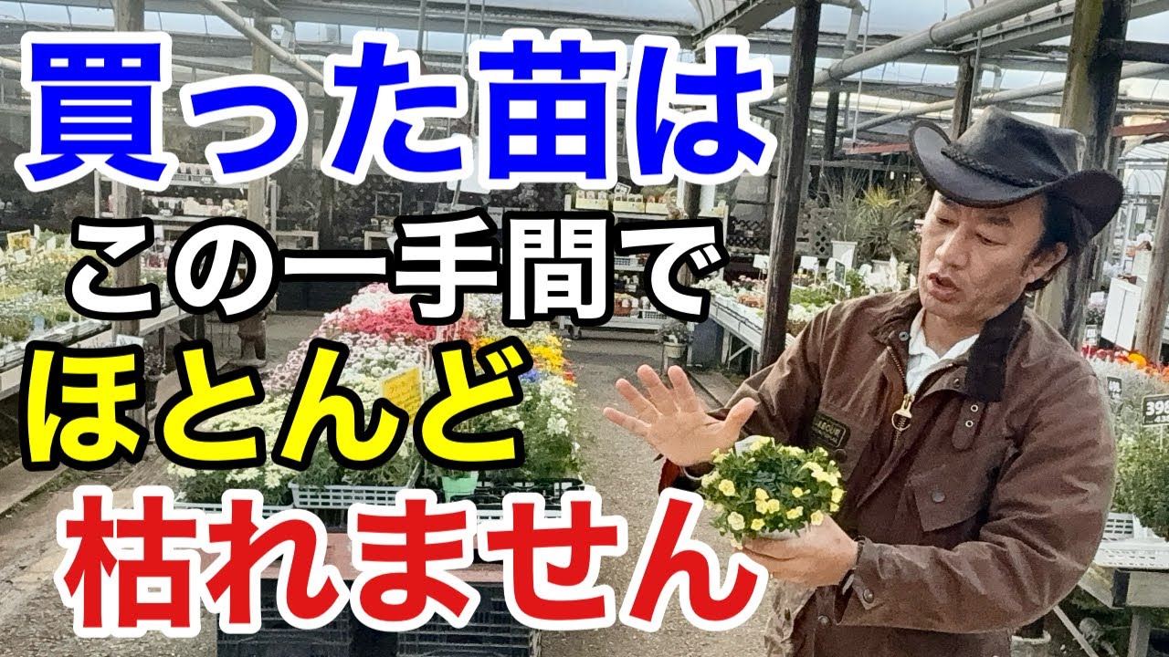 【誰でもできる】植物を買ってきてから必ずすぐにやるべきこと　【カーメン君】【アース製薬】【やさお酢】【ロハピ】