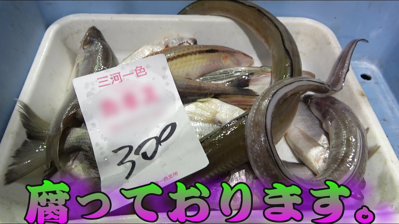 【朝市の闇】完全に腐ってる魚が格安で販売されてたので、あえて買って食べてみたら・・・