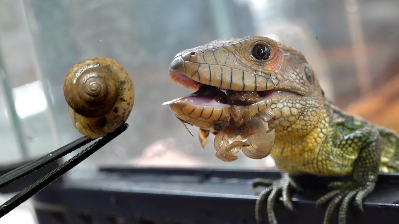 貝が大好物なトカゲにカタツムリを食わせまくる