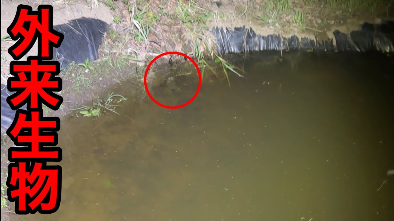 自宅のビオトープにとんでもない外来生物が来てしまいました