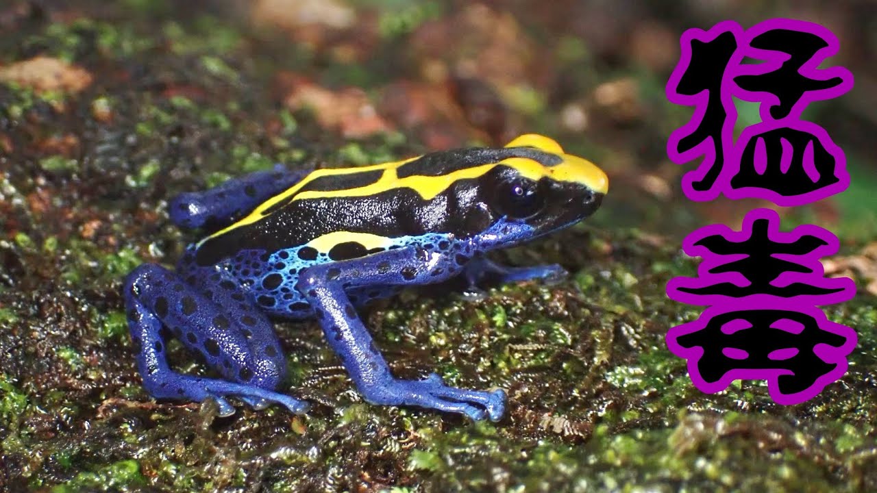 １匹でバッファローを殺す⁉︎南米の森でヤバ過ぎる毒ガエルを捕獲しました