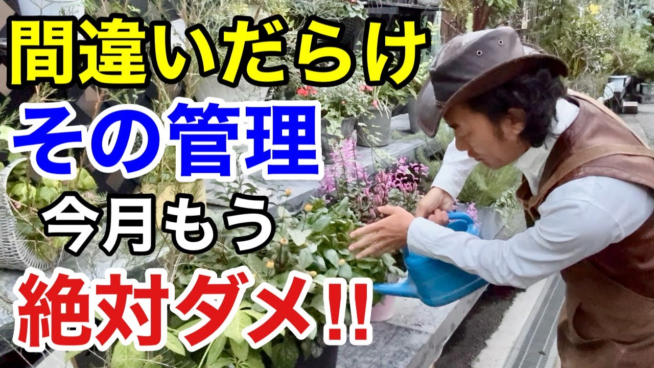【気をつけて】11月やってはいけない園芸作業教えます　　【カーメン君】【園芸】【ガーデニング】【初心者】