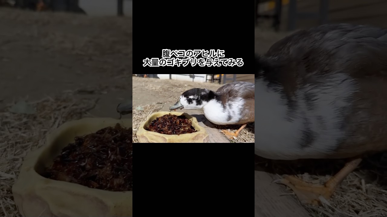 常に腹ペコのアヒルに大量のゴキブリを与えてみる　#shorts