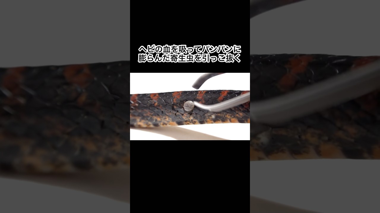 ヘビの血を吸ってパンパンに膨らんだ寄生虫を引っこ抜く　#shorts
