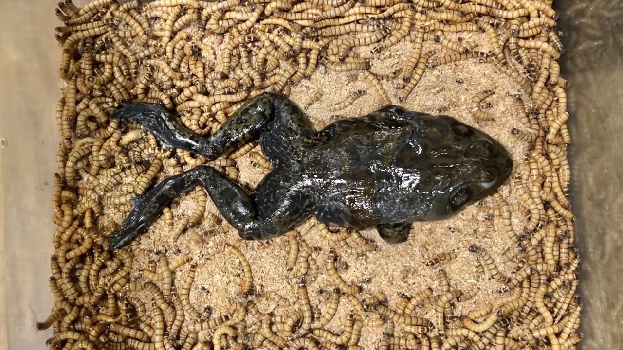 肉食イモムシ１０００匹の中にウシガエルを入れると・・・