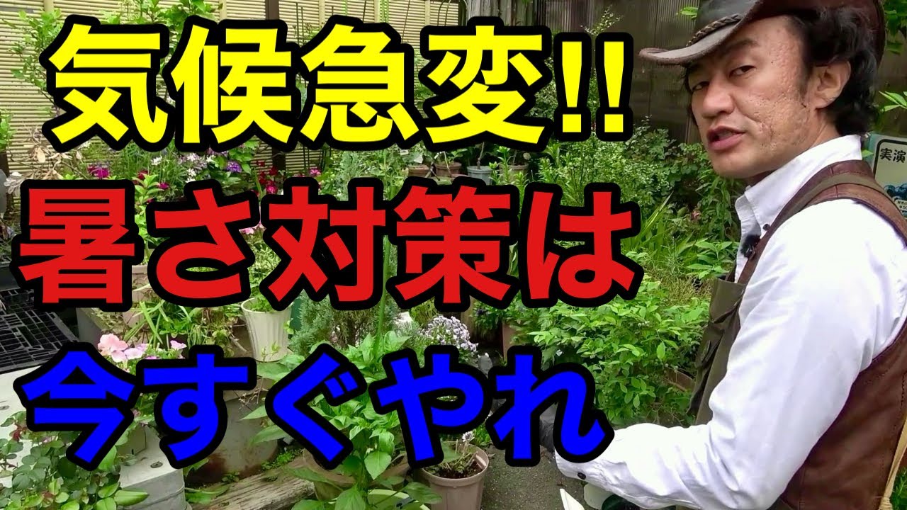 【この暑さはヤバい】今すぐできる目からウロコの猛暑対策教えます　　　　　　　【カーメン君】【ハイポネックス】【リキダス】【初心者】