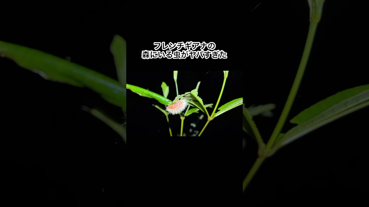 フレンチギアナの森にやばい毛虫がたくさんいました　#shorts