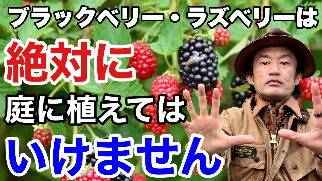 【全力で否定します】庭での上手な管理方法教えます　　　　　　　【カーメン君】【ブラックベリー】【ラズベリー】