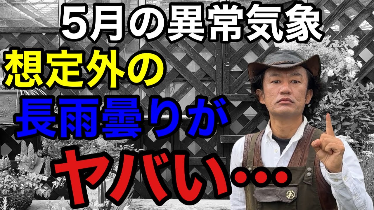 【緊急動画】長雨曇りでこれから植物たちにでる悪影響と対策教えます　　　　　　　　【カーメン君】【園芸】【ガーデニング】【初心者】